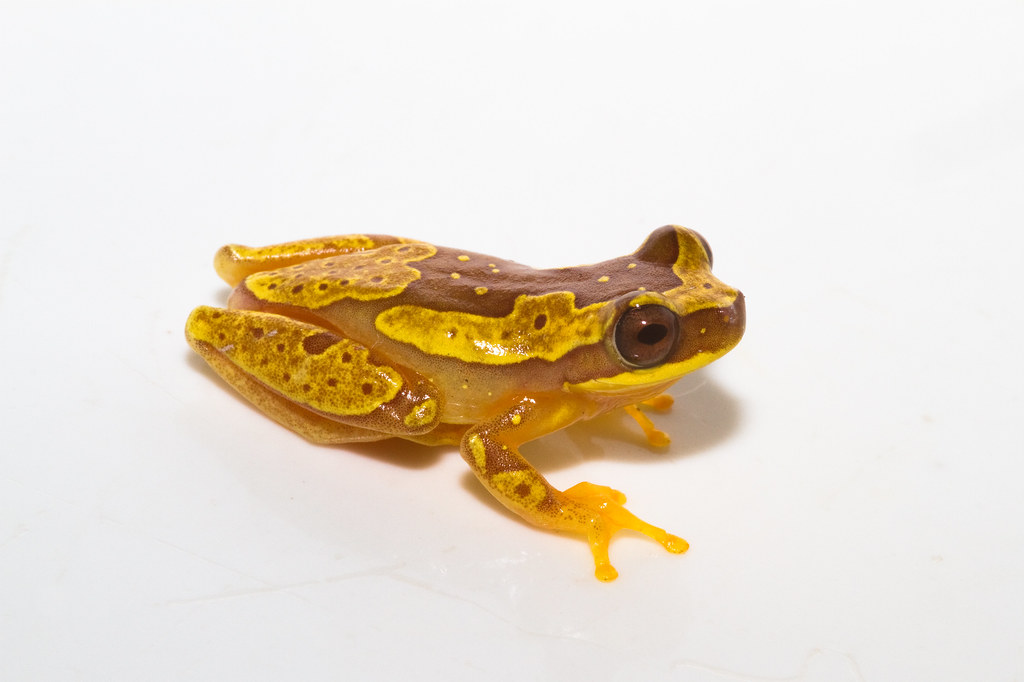 Grenouille d'arbre de sablier